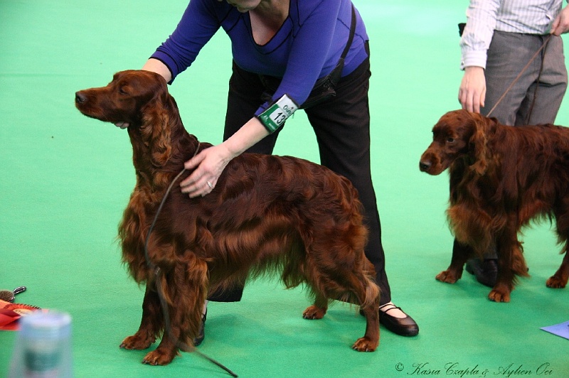 Crufts2011 604.jpg